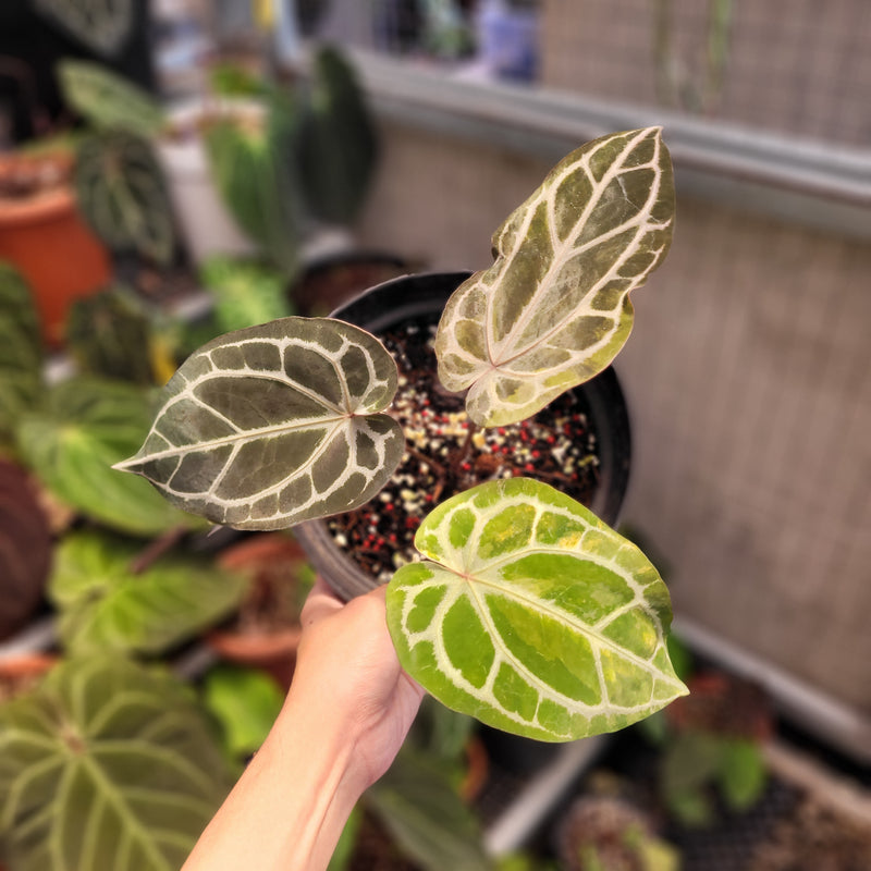 Anthurium BVIT x Zara Michelle Variegated