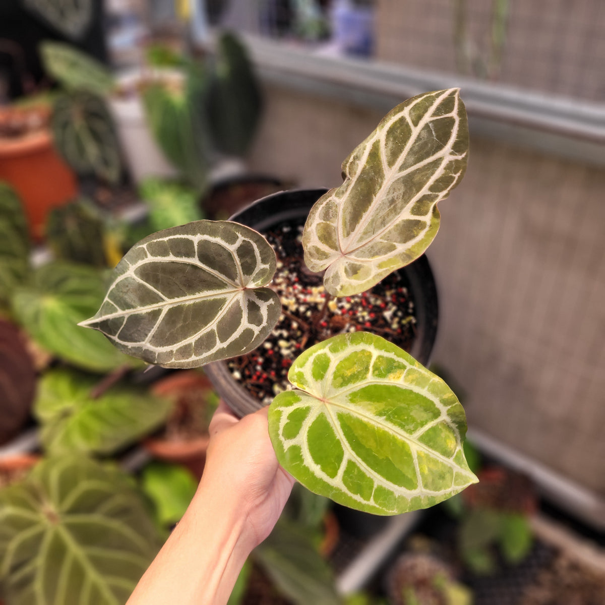 Anthurium BVIT x Zara Michelle Variegated — Aroidasia