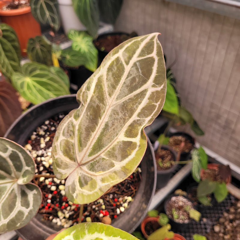 Anthurium BVIT x Zara Michelle Variegated