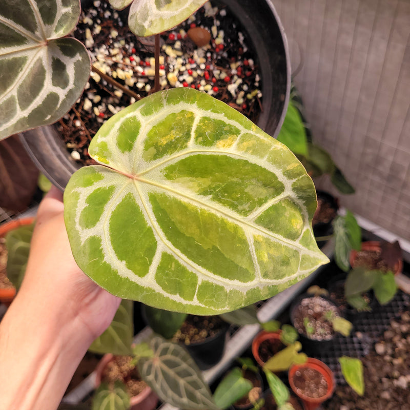 Anthurium BVIT x Zara Michelle Variegated