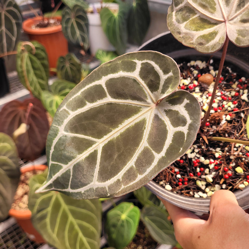 Anthurium BVIT x Zara Michelle Variegated