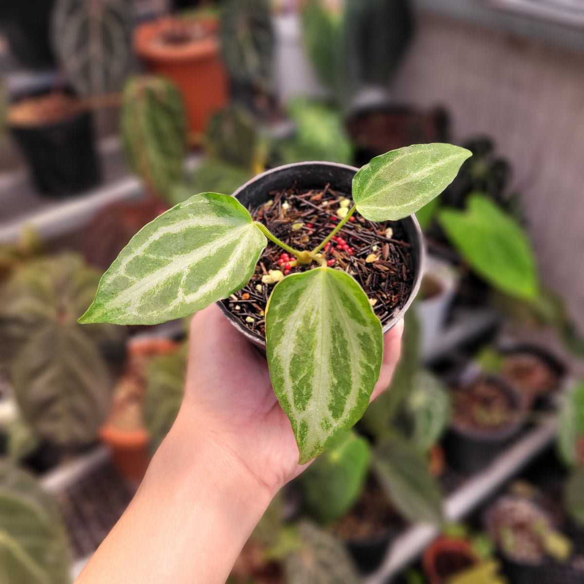 anthurium fairchild Anthurium FTG Fairchild