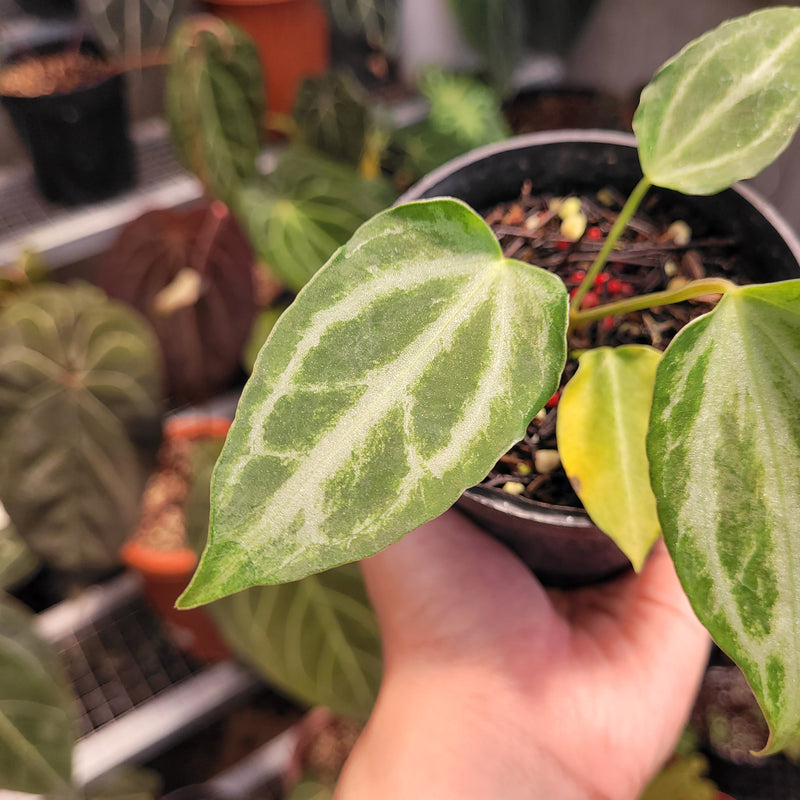 Anthurium FTG Fairchild