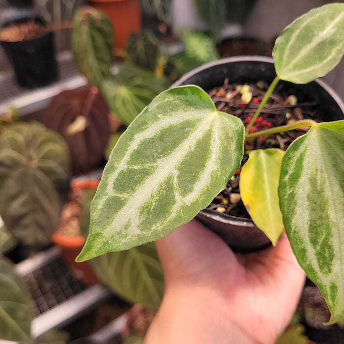 Anthurium FTG Fairchild
