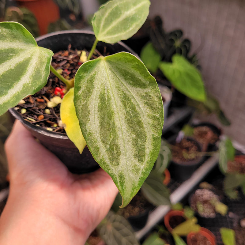 Anthurium FTG Fairchild