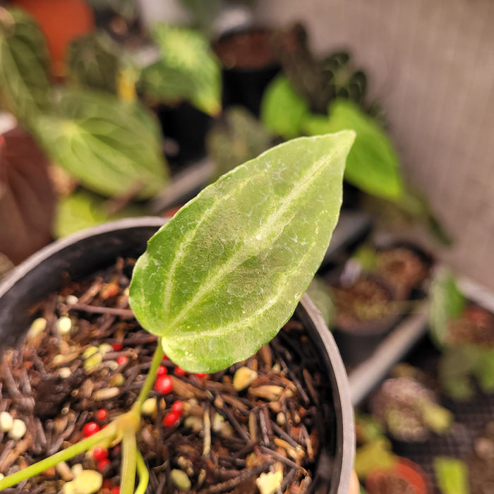 Anthurium FTG Fairchild