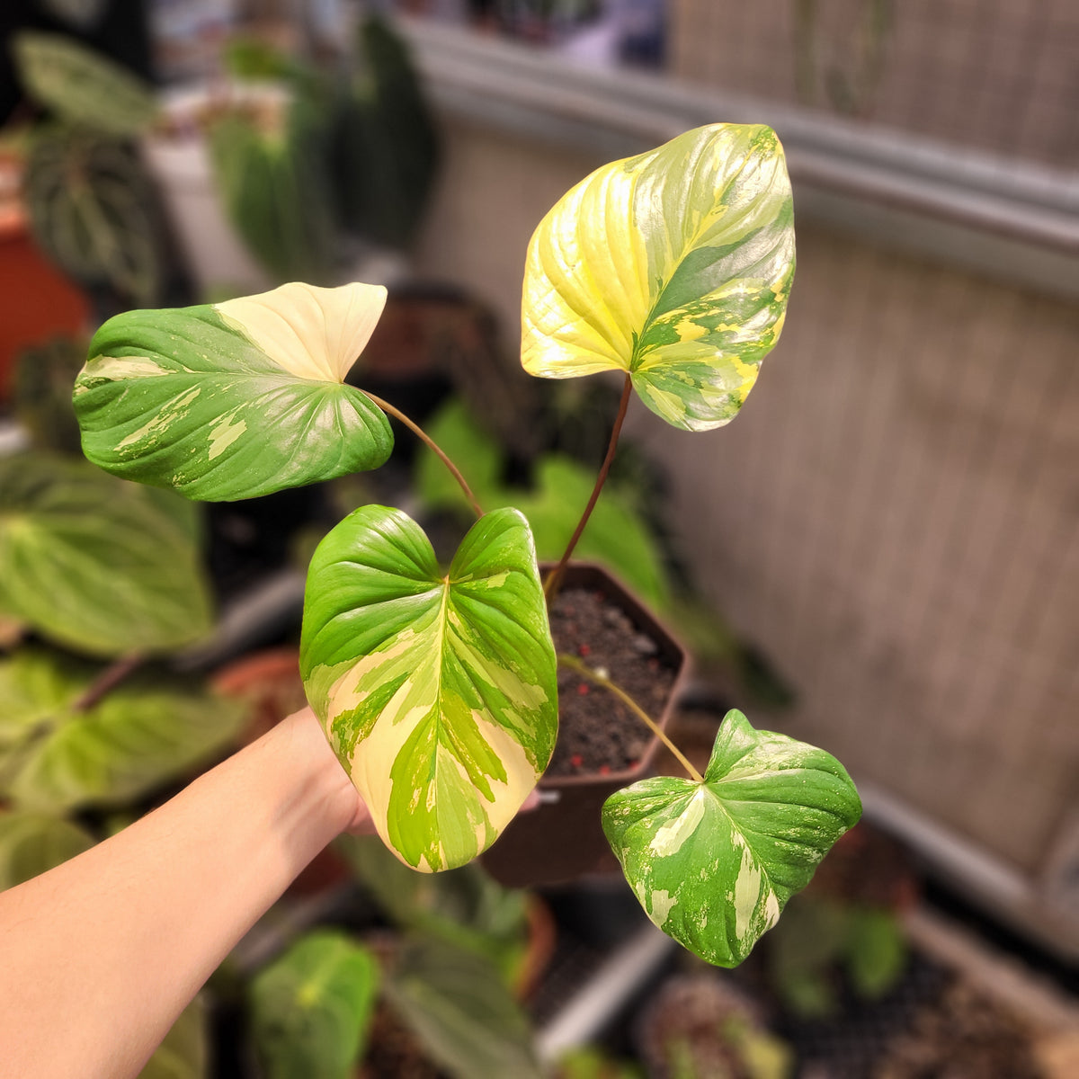 Homalomena Rubescens Variegated Big — Aroidasia