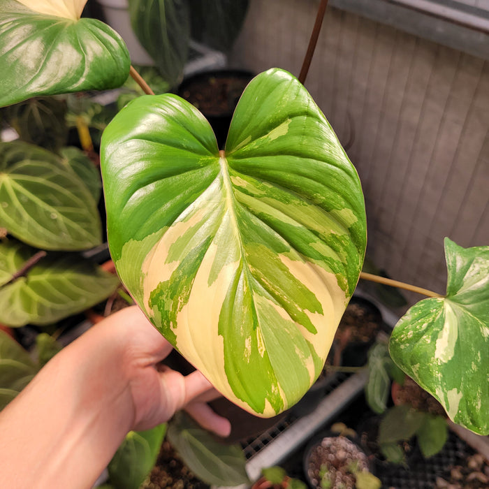 Homalomena Rubescens Variegated