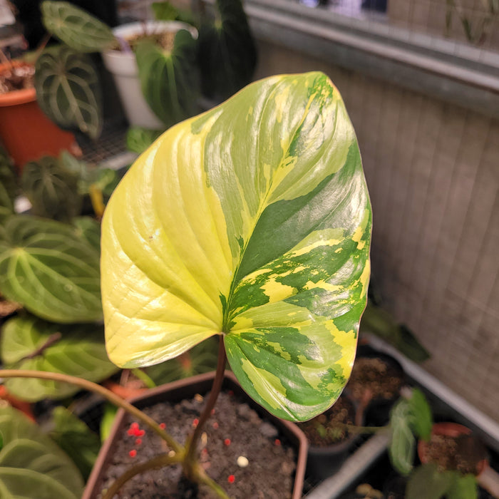 Homalomena Rubescens Variegated