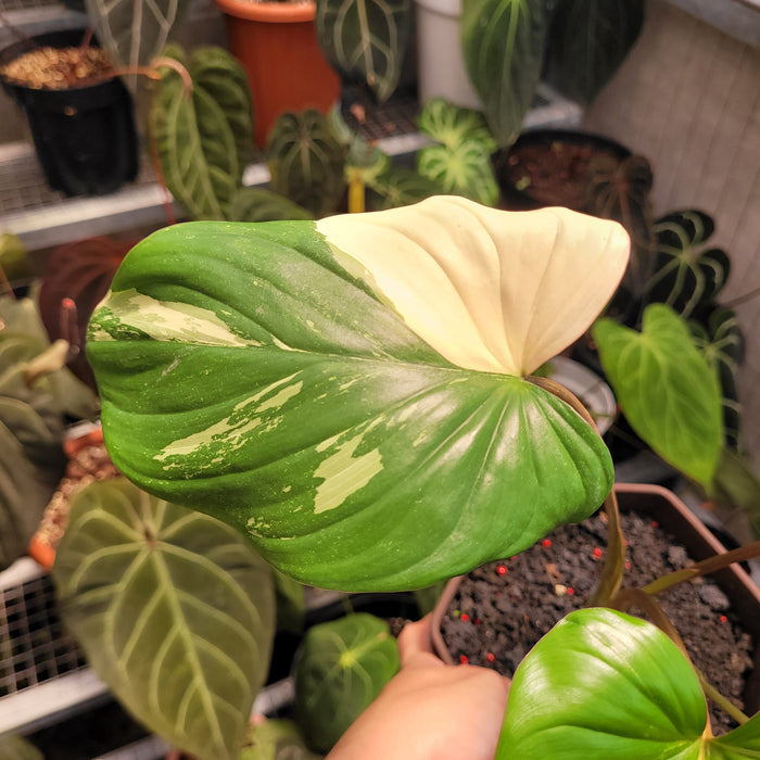 Homalomena Rubescens Variegated