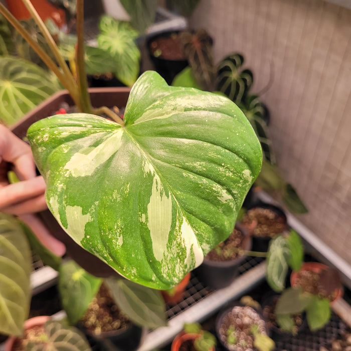 Homalomena Rubescens Variegated