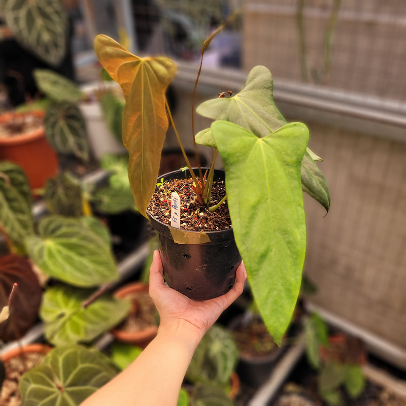 anthurium fort sherman Anthurium Fort Sherman x Portillae