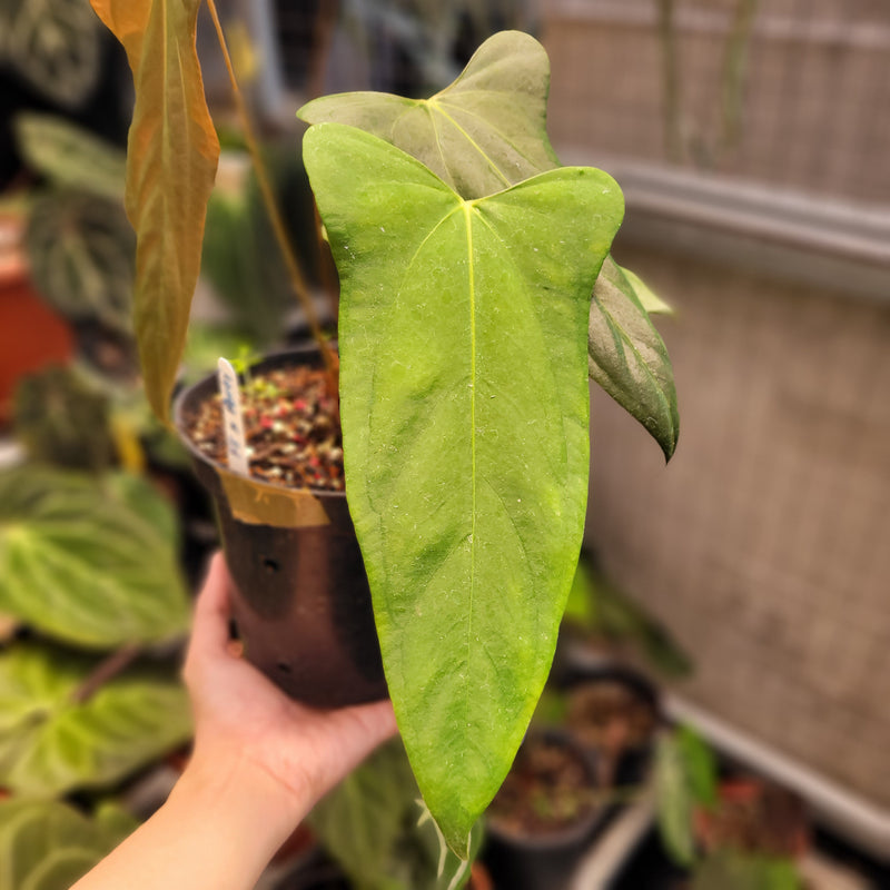 Anthurium Fort Sherman x Portillae