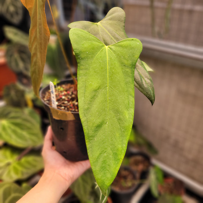 Anthurium Fort Sherman x Portillae