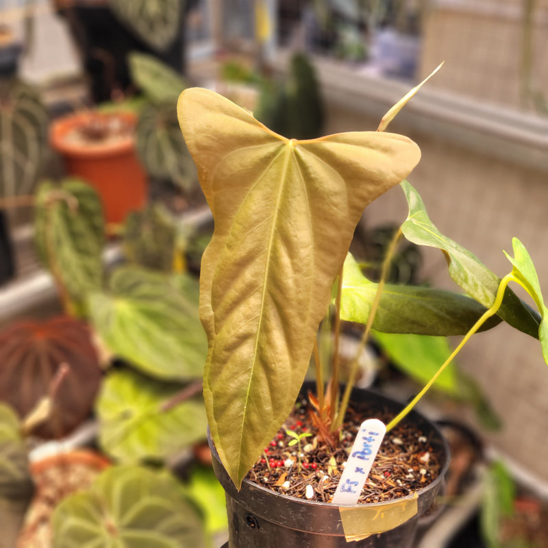 Anthurium Fort Sherman x Portillae
