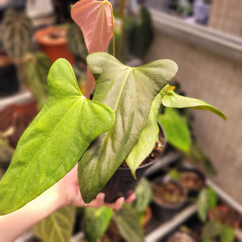 Anthurium Fort Sherman x Portillae