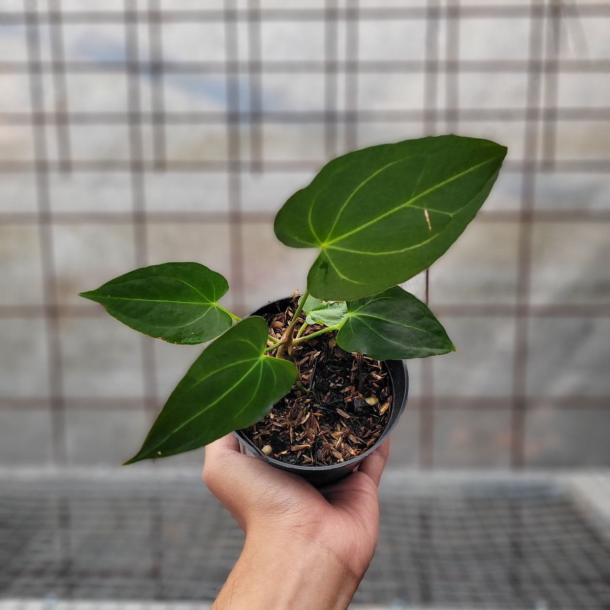 Anthurium Papillilaminum x Magnificum — Aroidasia