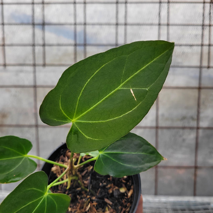 Anthurium Papilillaminum x Magnificum