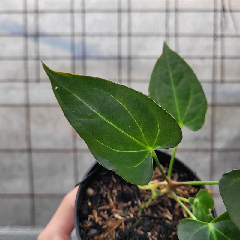 Anthurium Papillilaminum x Magnificum