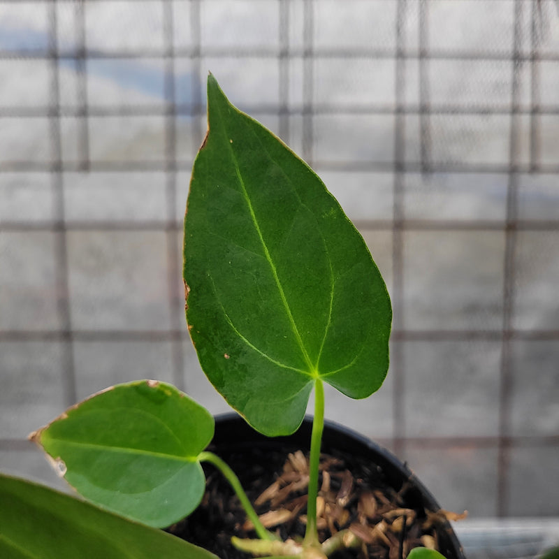 Anthurium Papillilaminum x Magnificum