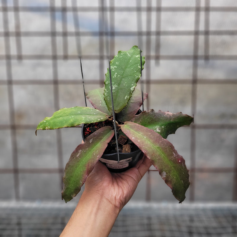 Hoya Undulata VN-504