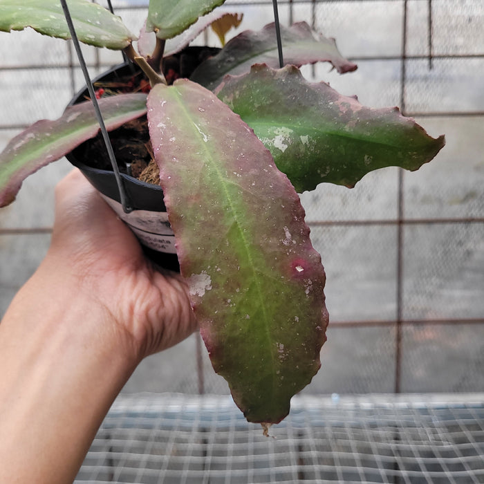 Hoya Undulata VN-504