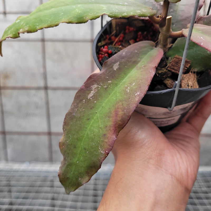 Hoya Undulata VN-504