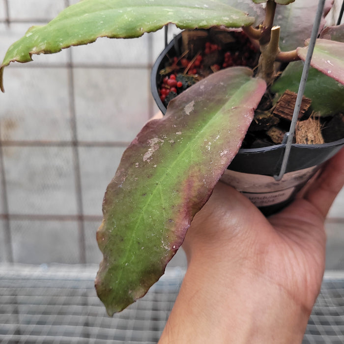 Hoya Undulata VN-504