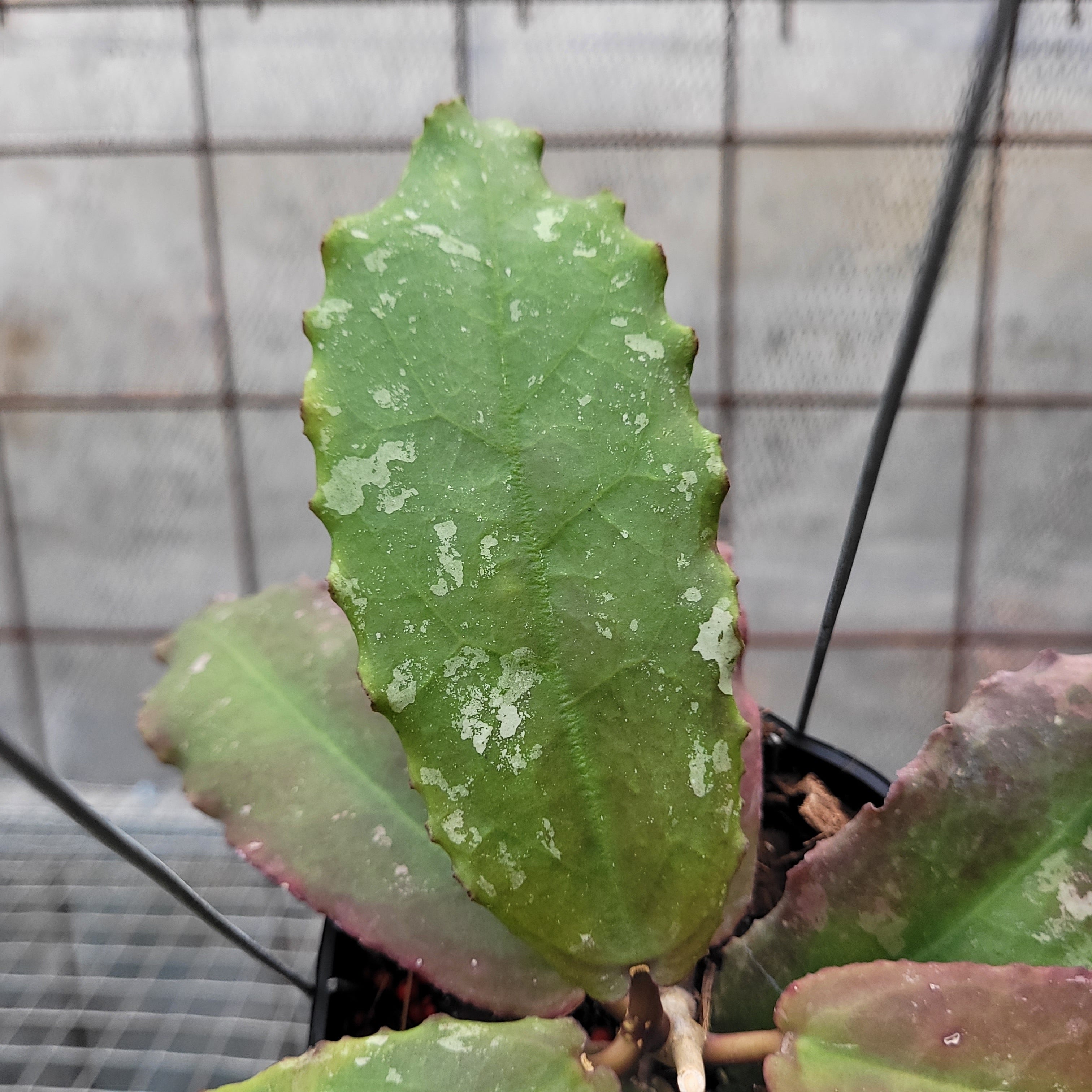 Hoya Undulata VN-504 — Aroidasia