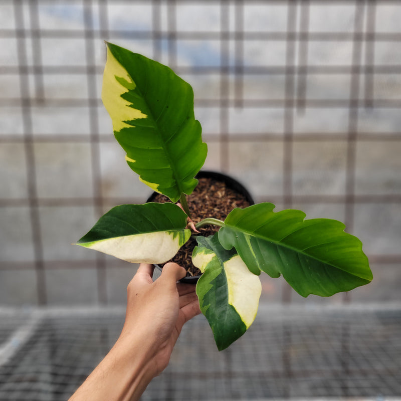 Philodendron Green Saw Variegated