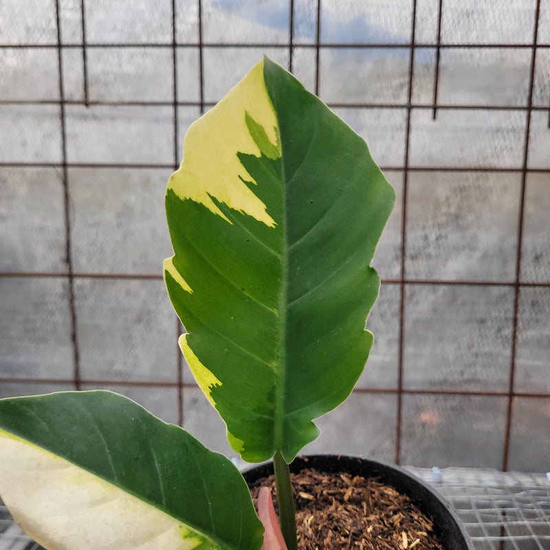 Philodendron Green Saw Variegated
