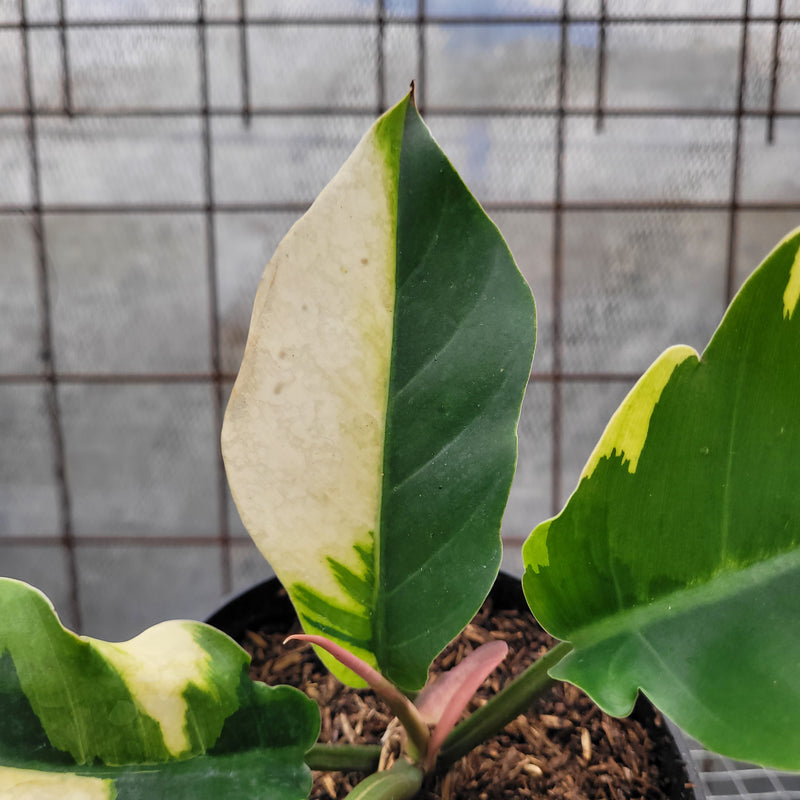 Philodendron Green Saw Variegated