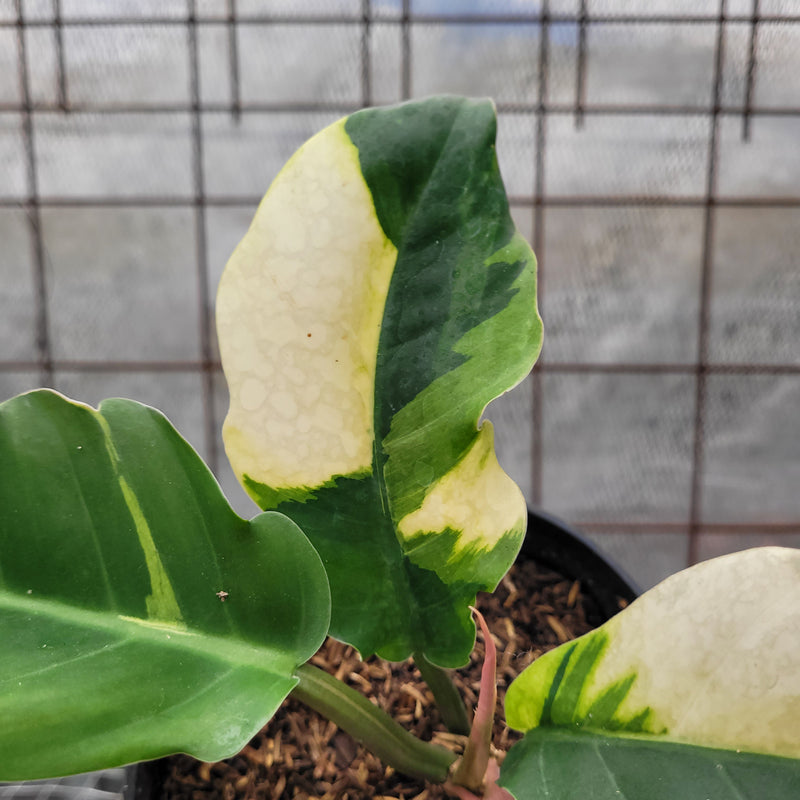Philodendron Green Saw Variegated