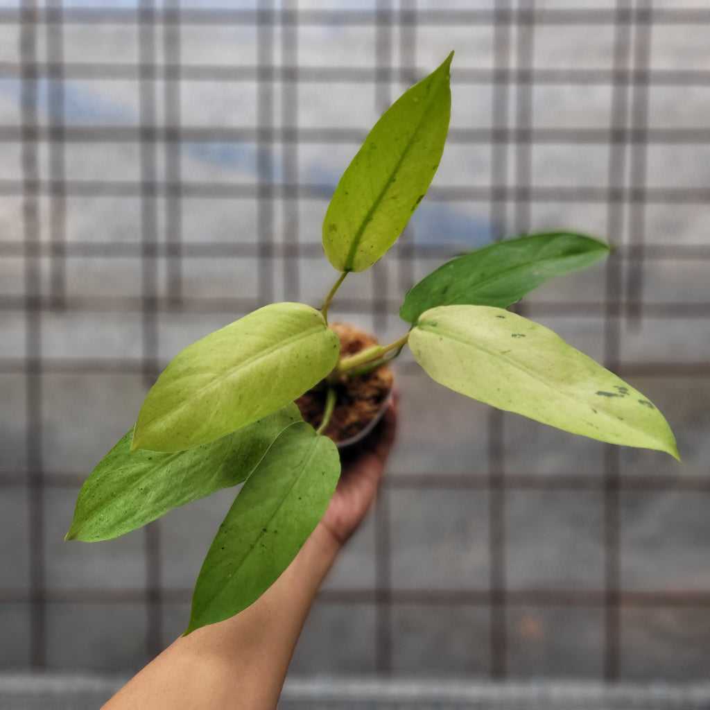 Philodendron Whipple Way Variegated — Aroidasia