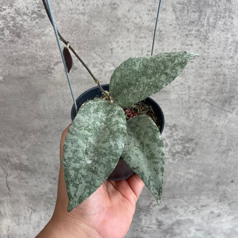 FS6-10 Hoya Caudata Leopard