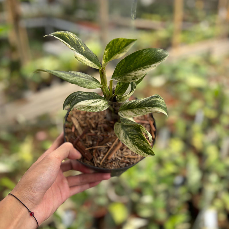 Rhaphidophora Elliptifolia Variegated