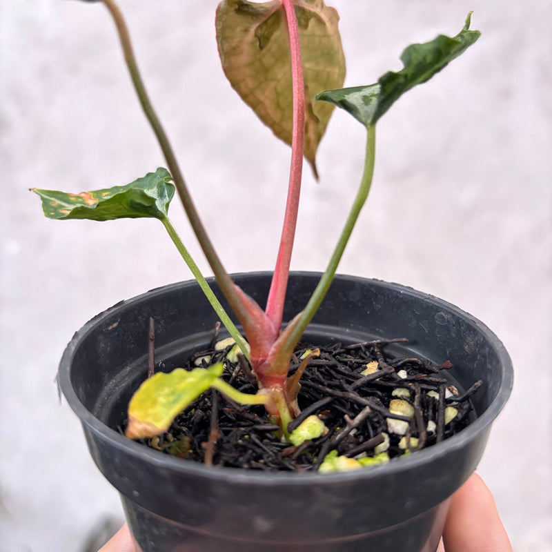 Anthurium Muchlis x Red Crystallinum Selected