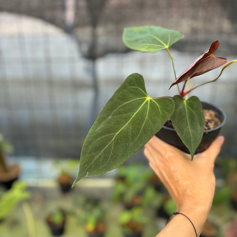 FS54-9 Anthurium Fortsherman x GOG