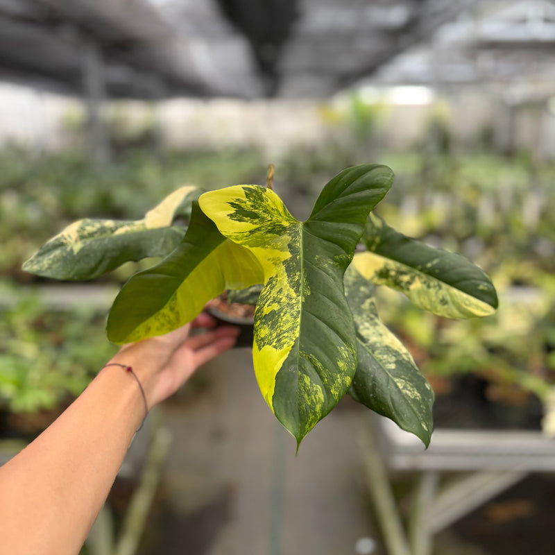 Philodendron Florida beauty x Lupinum