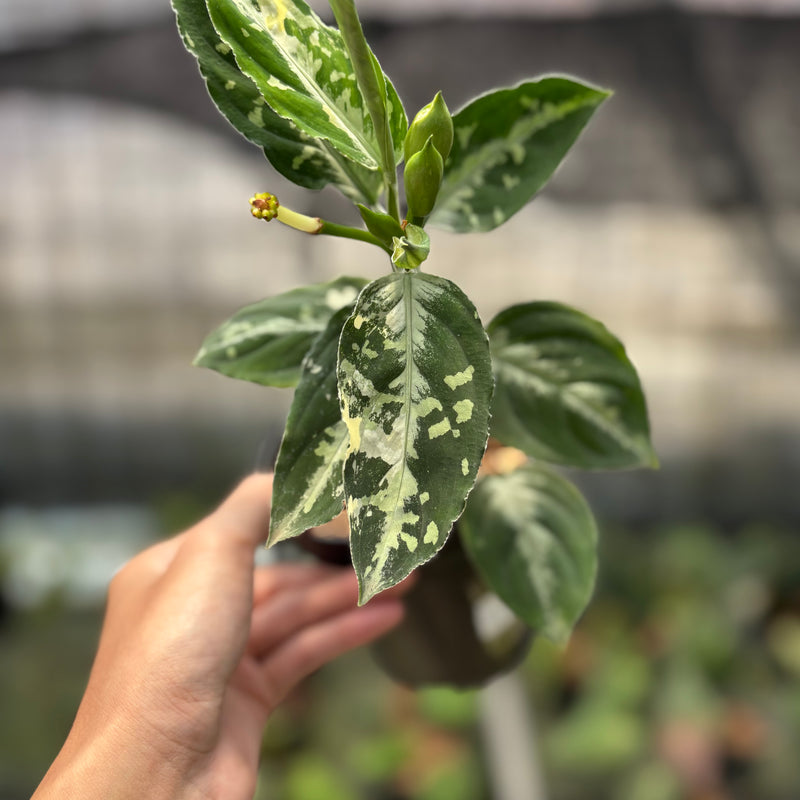 FS70-10	Aglaonema Pictum Beecolor Variegated