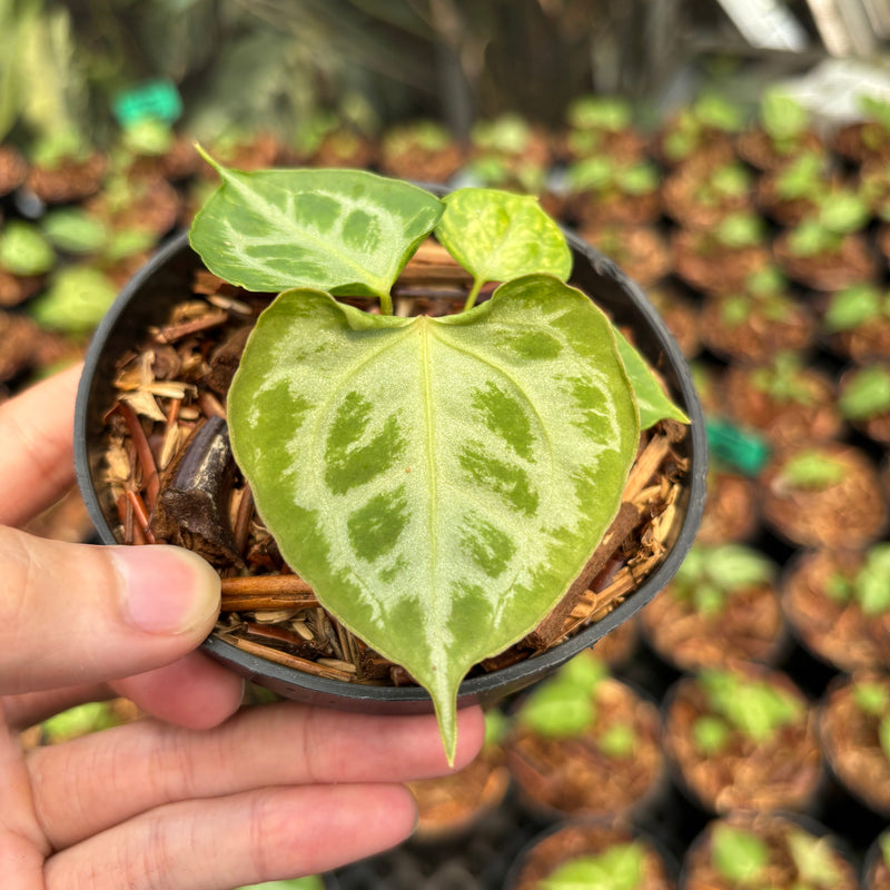 Anthurium Magna Hellboy x Boogie