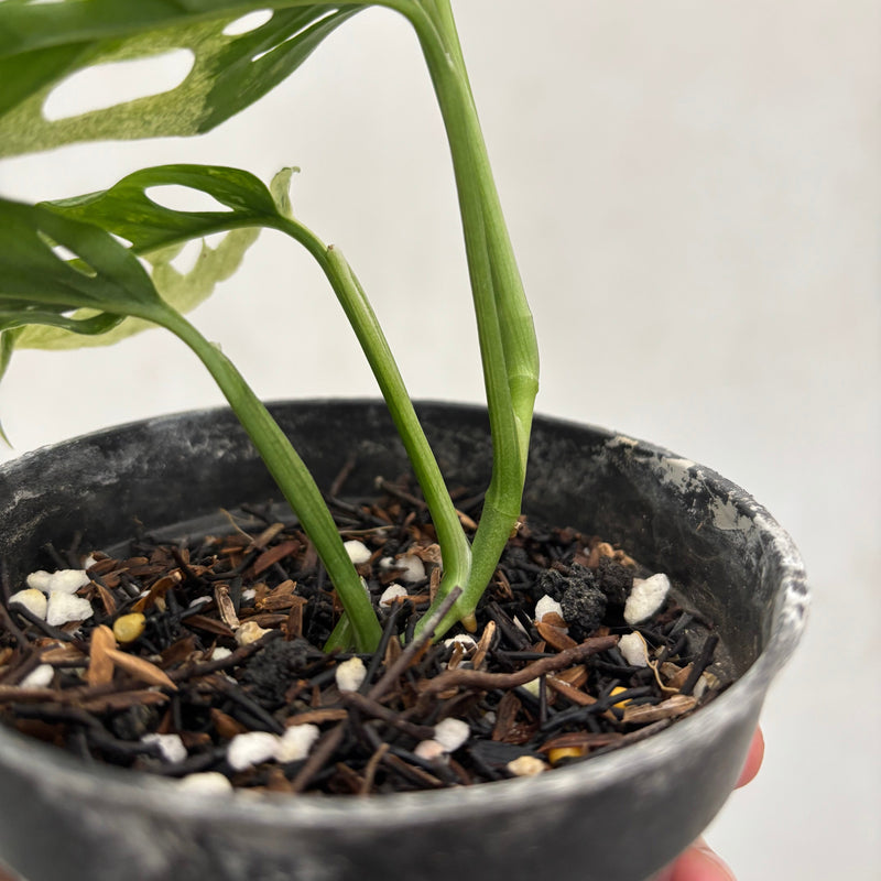 Monstera Blanchetii Variegated