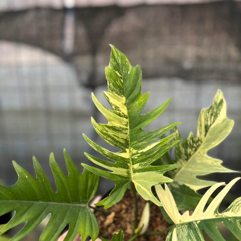 FS53-9 Philodendron Florida Beauty x Tortum Variegated