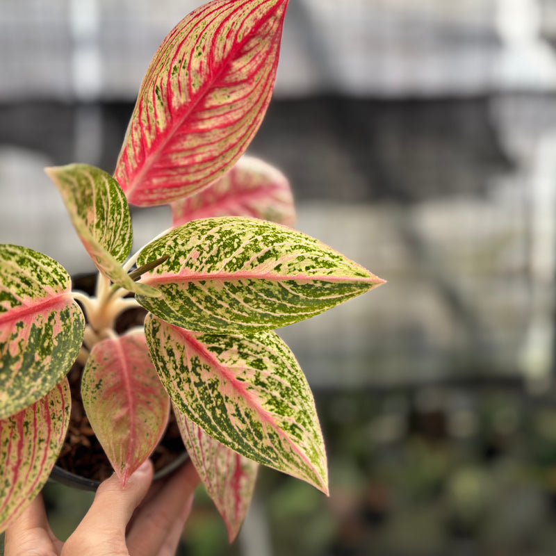 FS46-10	Aglaonema Red Legacy
