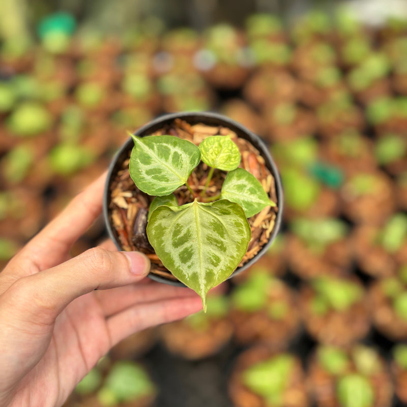 Anthurium Magna Hellboy x Boogie