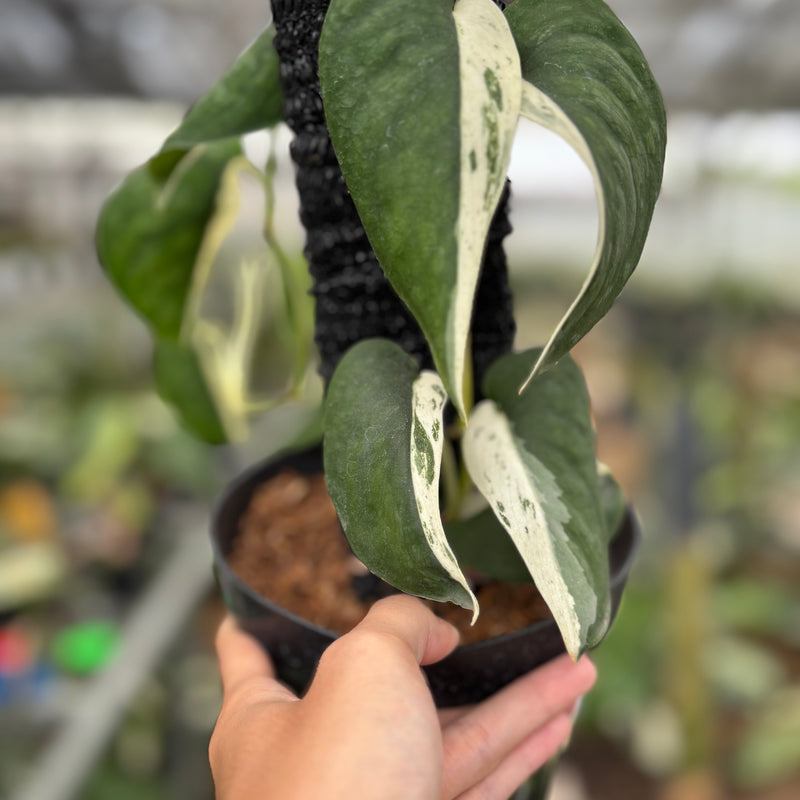 FS61-10	Scindapsus Silver Satin Halfmoon