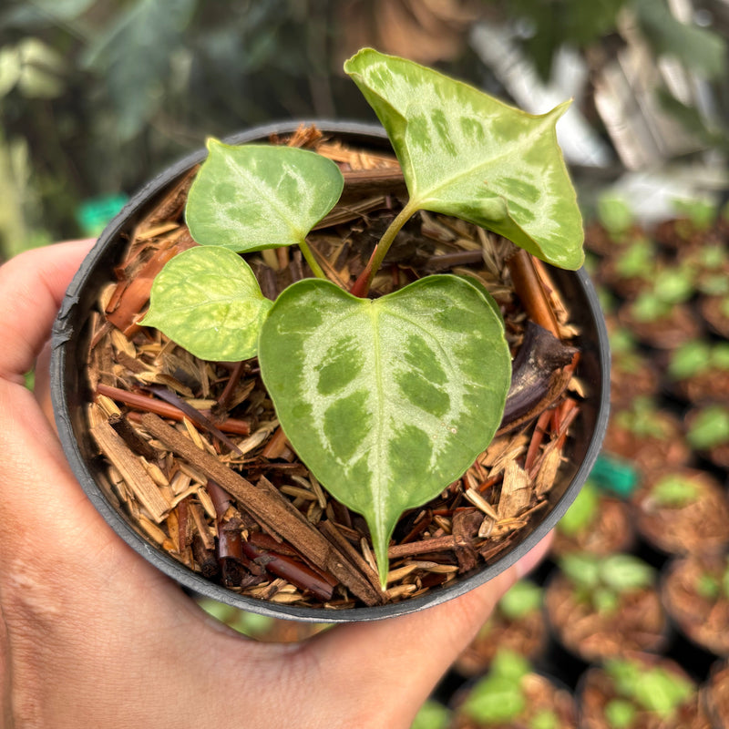 Anthurium Magna Hellboy x Boogie