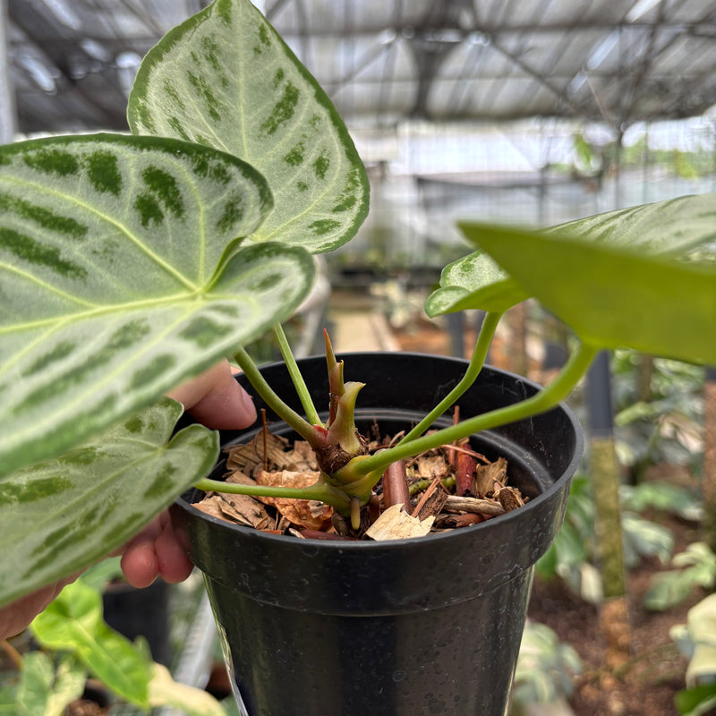 FS67-10	Anthurium Silver Chrome Full Silver
