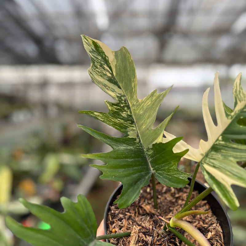 FS63-10	Philodendron Florida Beauty x Tortum Variegated