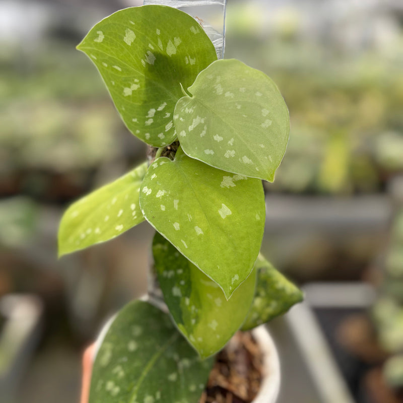 Scindapsus Sentarum